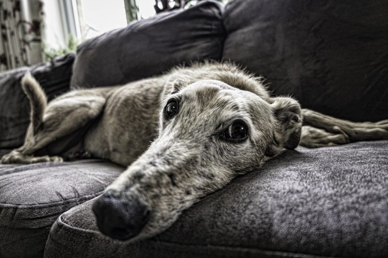 So entfernst du Hundeurin Geruch sogar aus dem Sofa