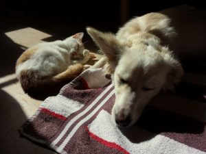 Hund und Katze - Freunde werden
