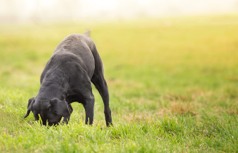 AntiGiftköder Training für Hunde In 3 Schritten
