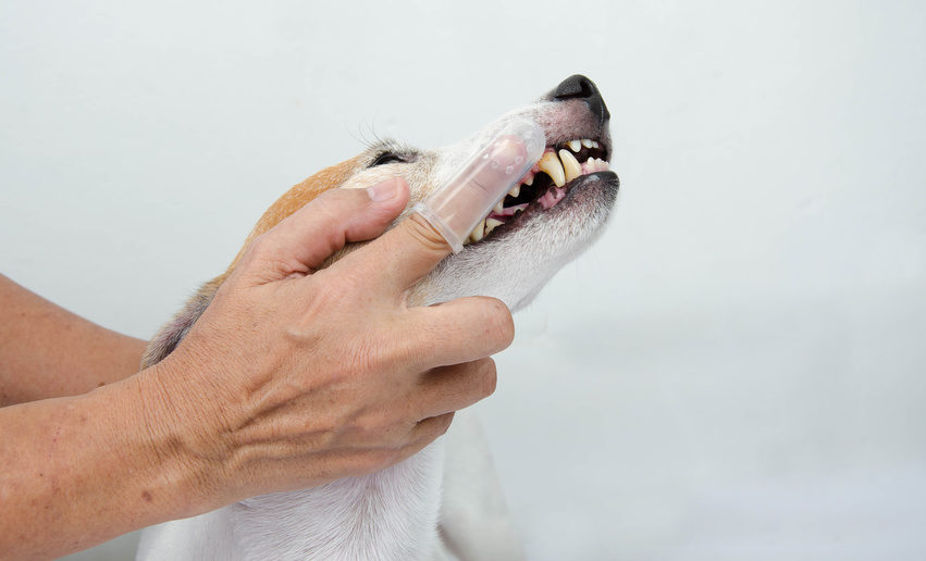 Zahnpflege beim Hund Warum Zähneputzen nötig ist