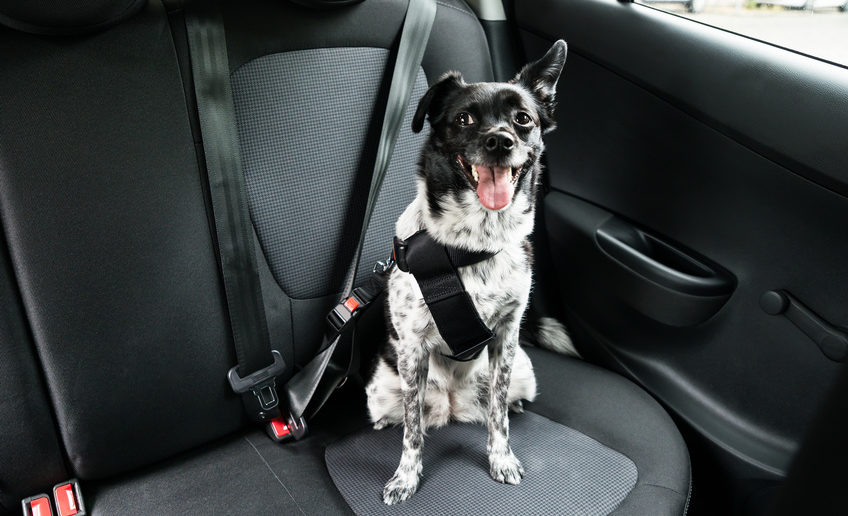 So gewöhnst du deinen Hund ans Autofahren auch Angsthasen&hellip;