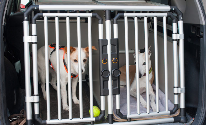 Hund Autofahren Transportbox