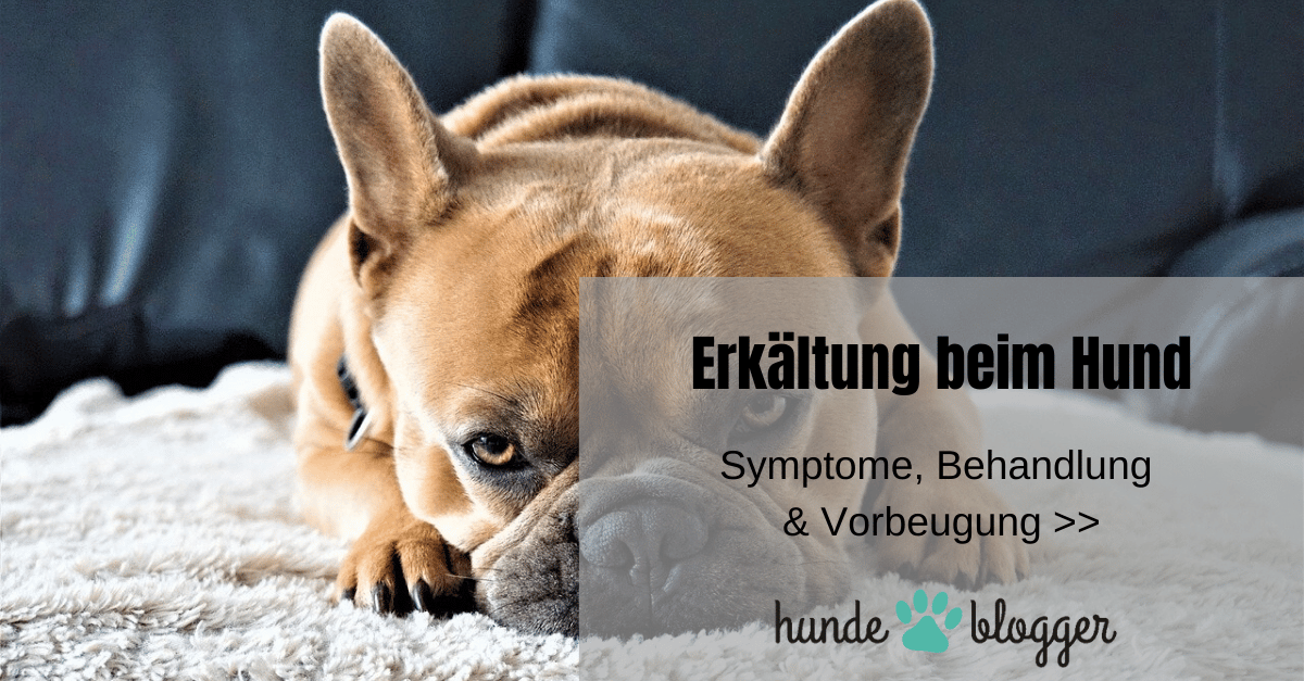 Erkältung beim Hund Symptome, Behandlung &amp; Vorbeugung