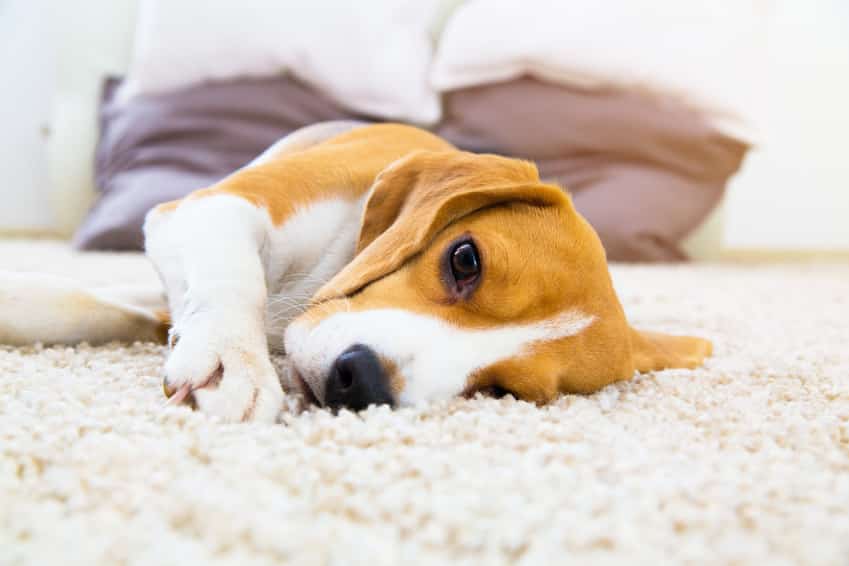 Erkältung beim Hund Symptome, Behandlung &amp; Vorbeugung