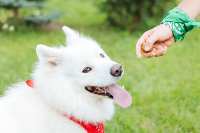 Dürfen Hunde Nüsse essen? hundeblogger