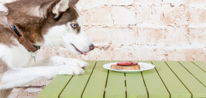 Diese Lebensmittel sind für Hunde giftig Liste hundeblogger
